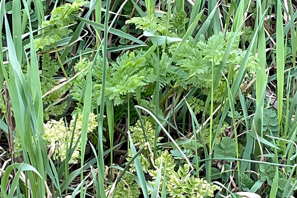 What Is Poison Hemlock