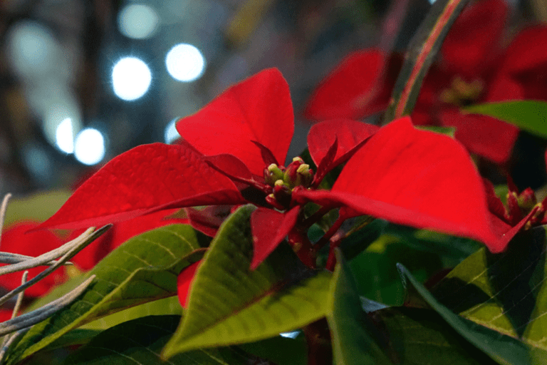 The Poinsettia