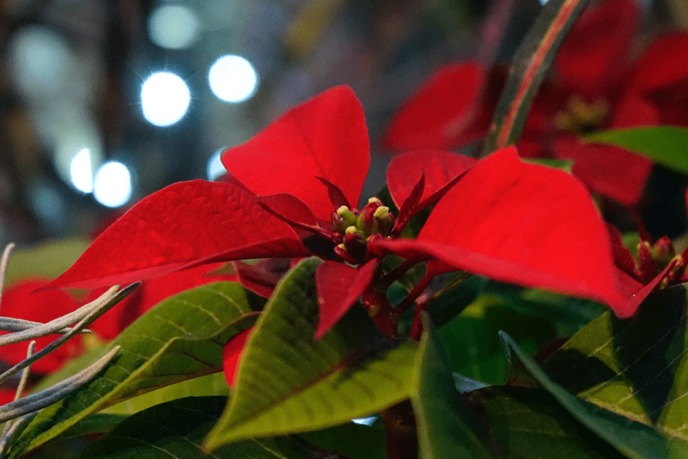 The Poinsettia