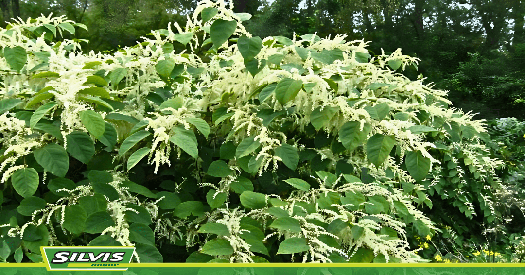 Japanese Knotweed